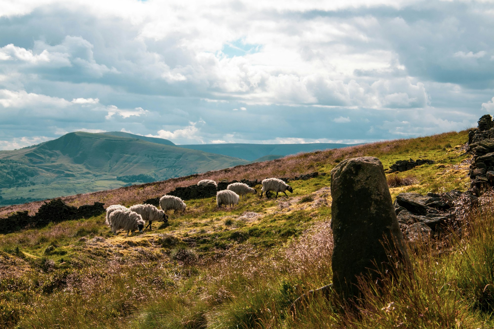 Sheep grazing on a green field
